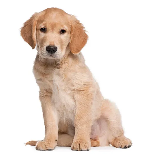 Golden Retriever image 1