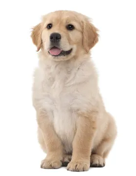 Golden Retriever image 2